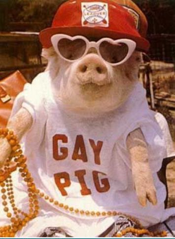 Gay Pig Funny Picture