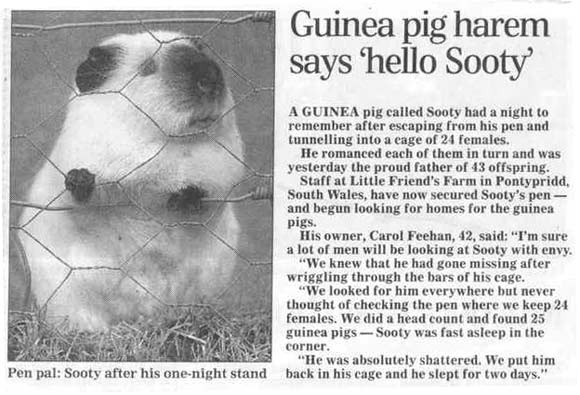 Guinea Pig Harem Says Hello Sooty Funny Newspaper
