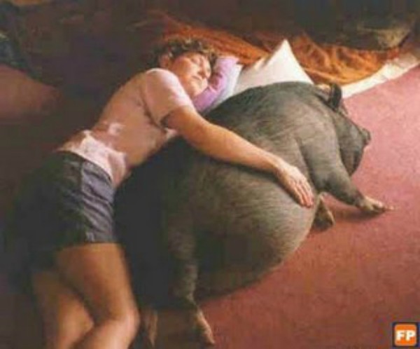 Guy Sleeping With Pig Funny Picture