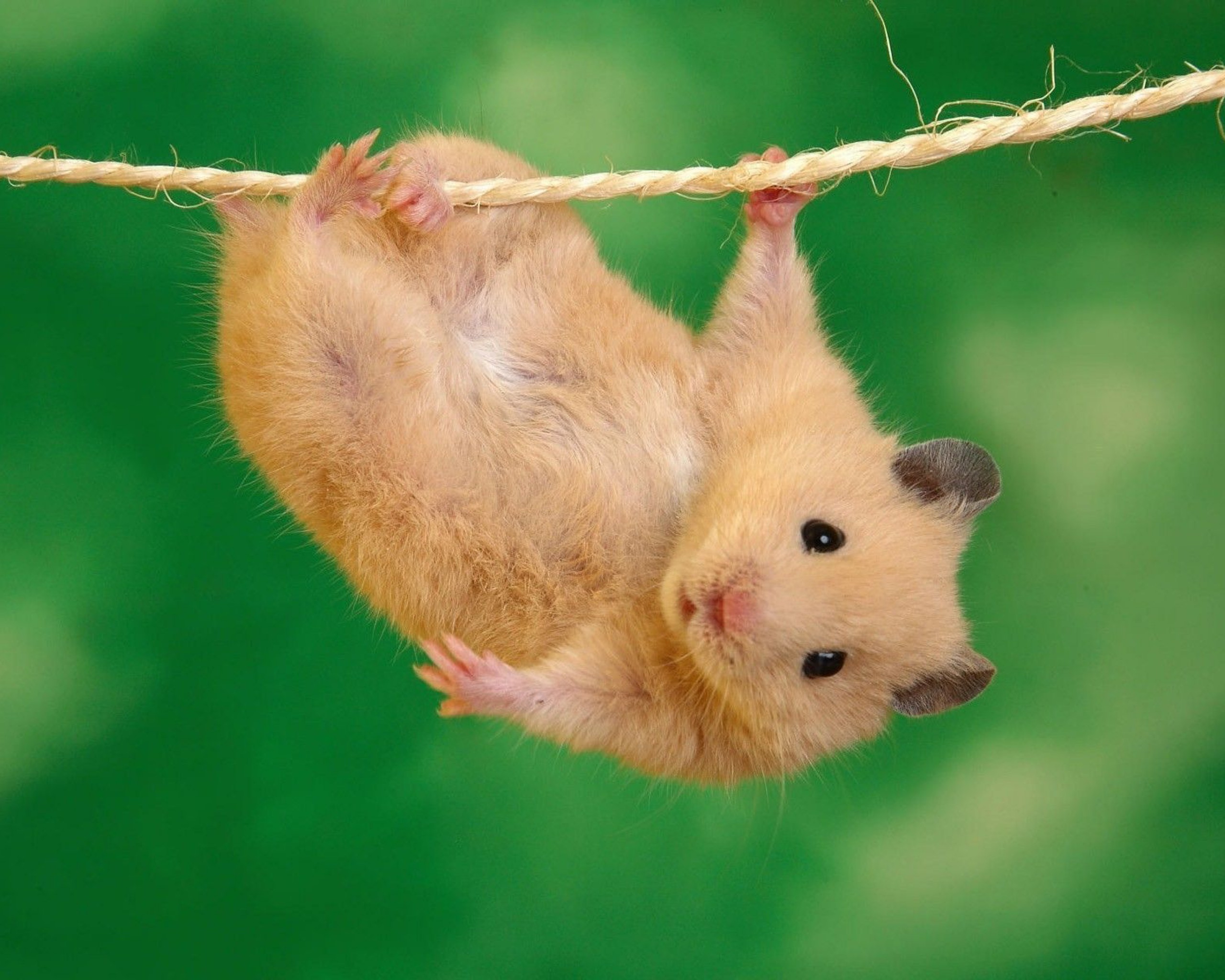 Hanging Mouse Funny Picture
