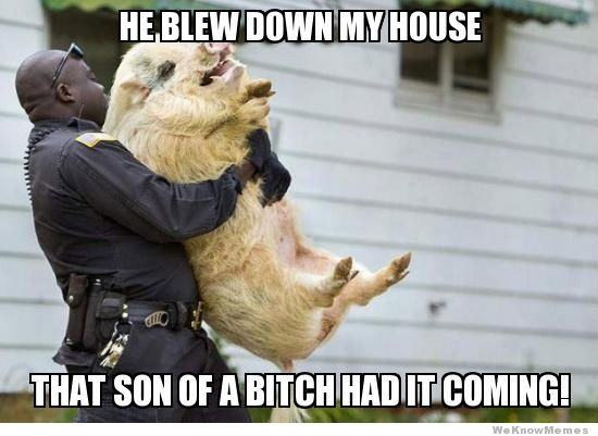 He Blew Down My House Funny Pig Meme