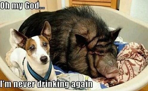 I Am Never Drinking Again Funny Pig Meme