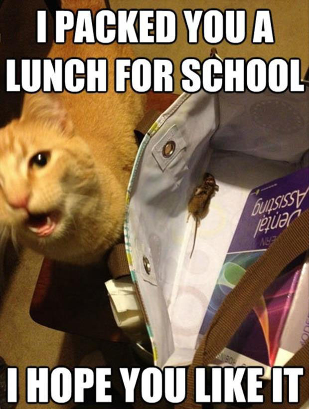 I Packed Lunch For School Funny Meme