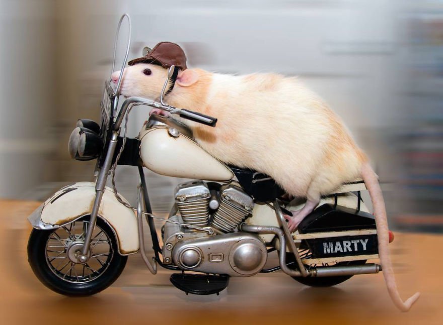 Mouse On Bike Funny Picture