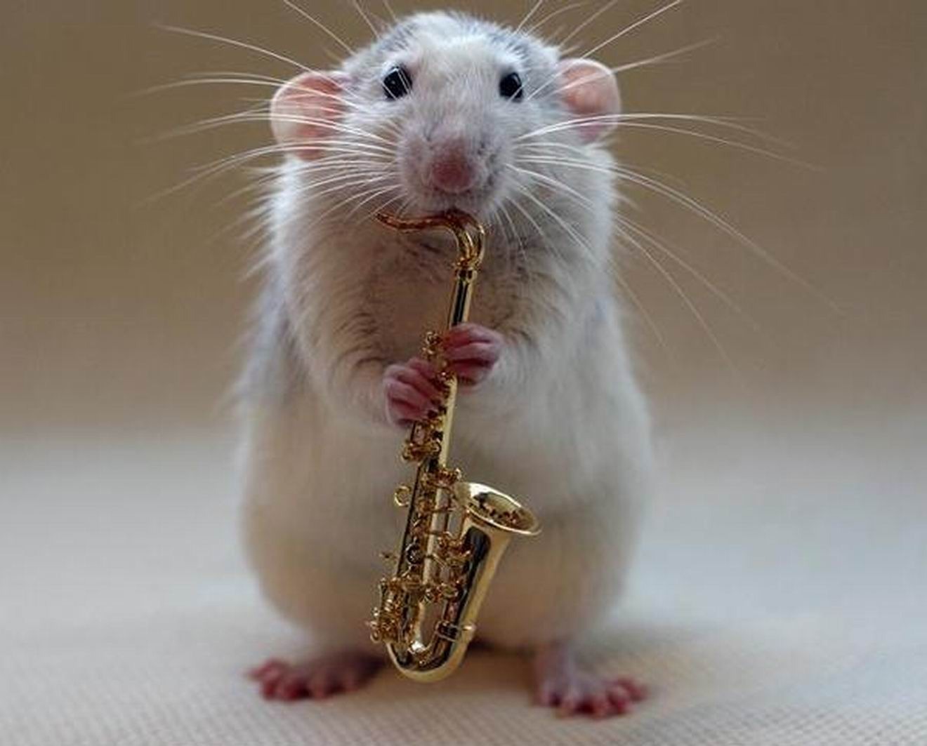 Mouse With Saxophone Funny Picture