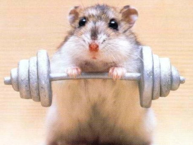 Mouse Doing Exercise Funny Picture