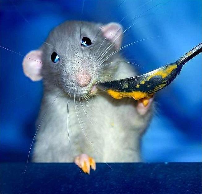 Mouse Eating Funny Image