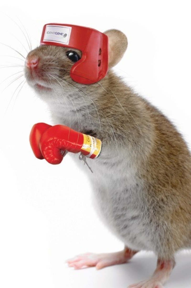 Mouse In Boxing Gloves Funny Image