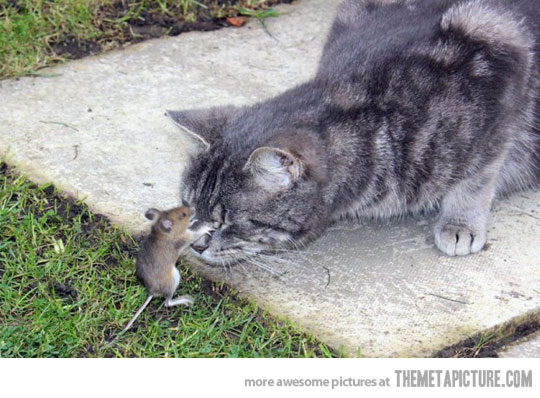Mouse Kissing Cat Funny Picture