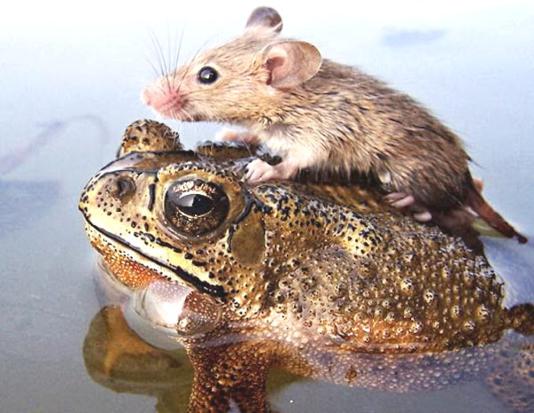 Mouse On Frog Funny Picture