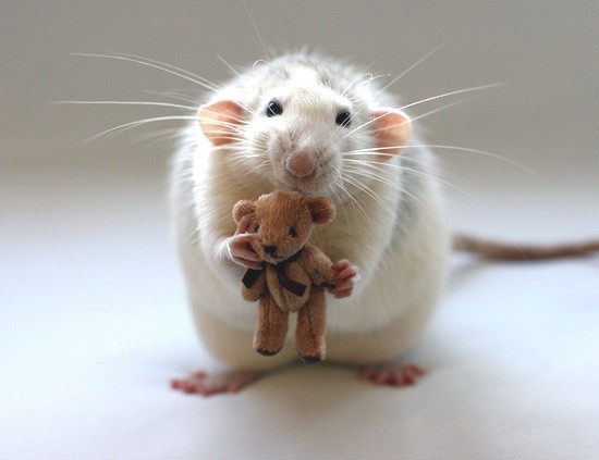 Mouse With Toy Funny Image