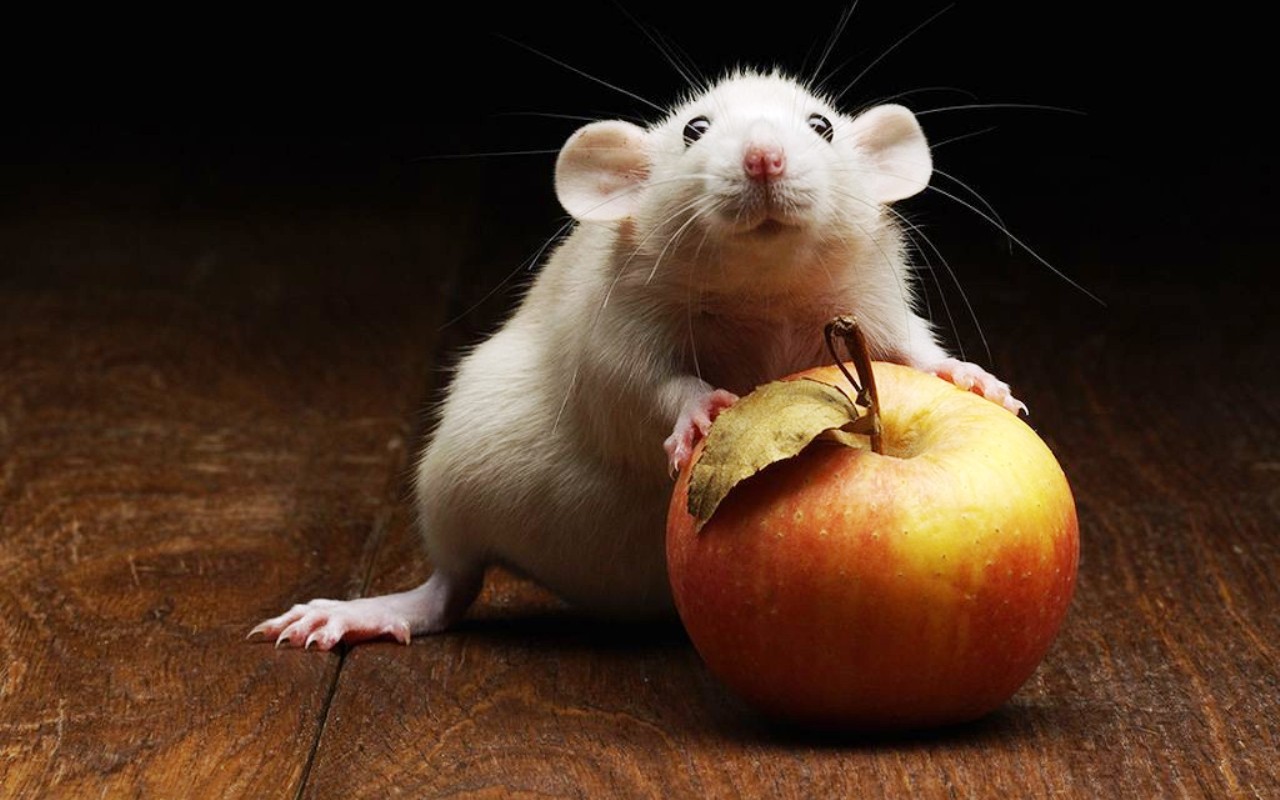 Mouse With Apple Funny Picture