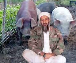 Osama Bin Laden With Pigs Funny Picture