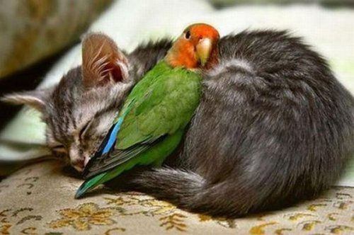 Parrot And Cat Funny Love Picture For Whatsapp