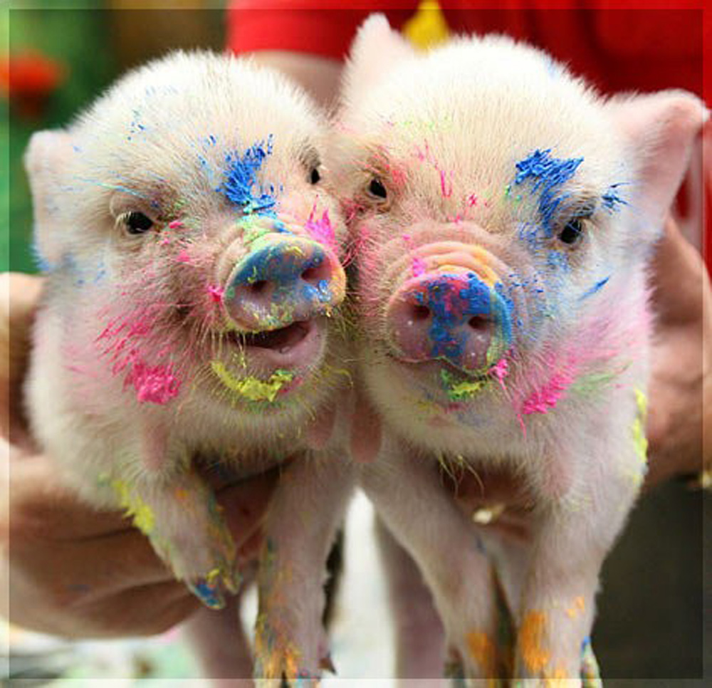 Pig Couple Funny Picture