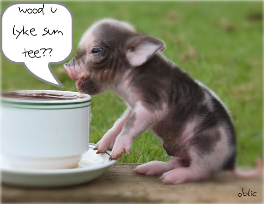 Pig Drinking Tea Funny Image