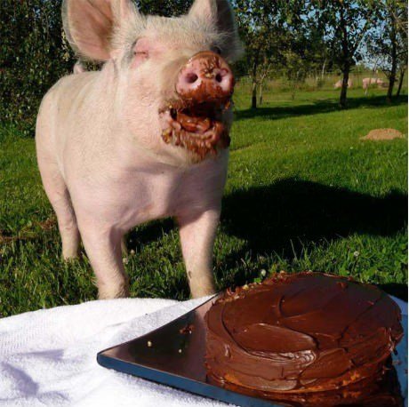 Pig Eating Cake Funny Picture