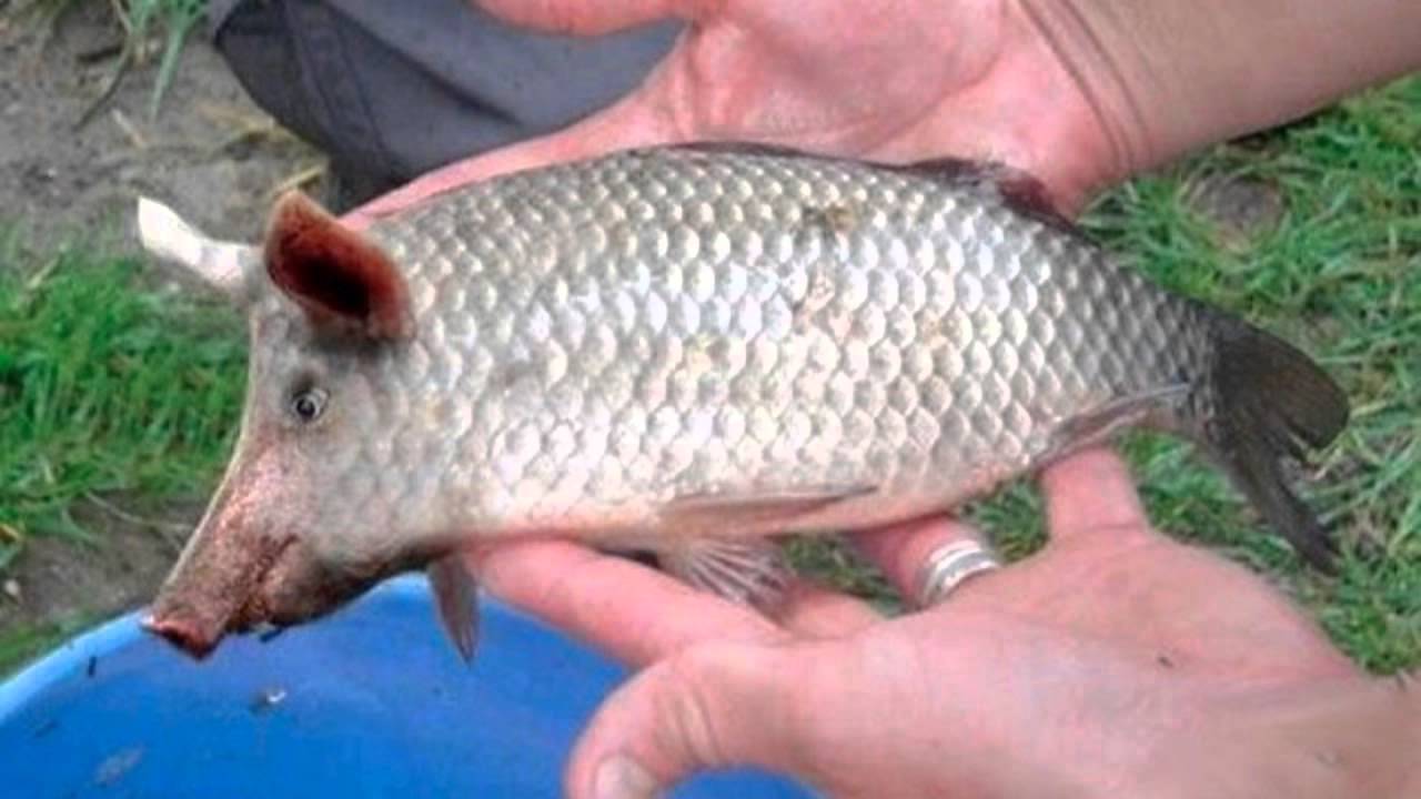 Pig Face Fish Funny Image
