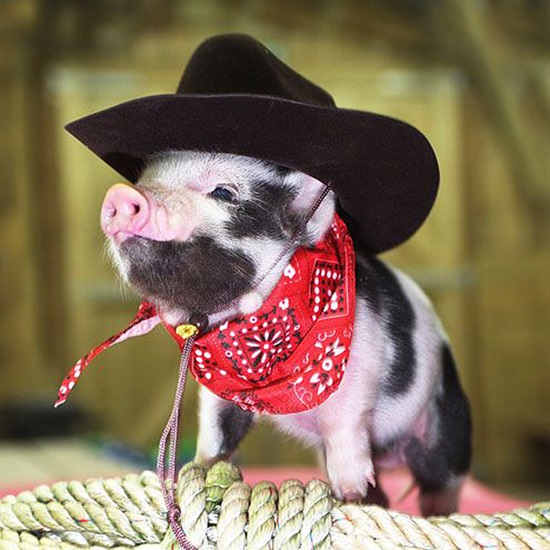 Pig With Black Hat Very Funny Picture