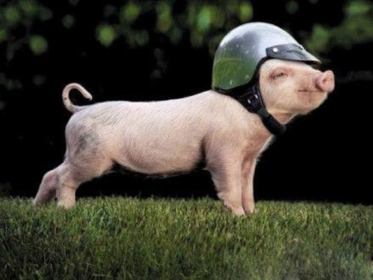 Pig With Helmet Funny Picture