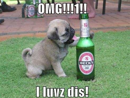 Pug Dog With Beer Bottle Funny Picture