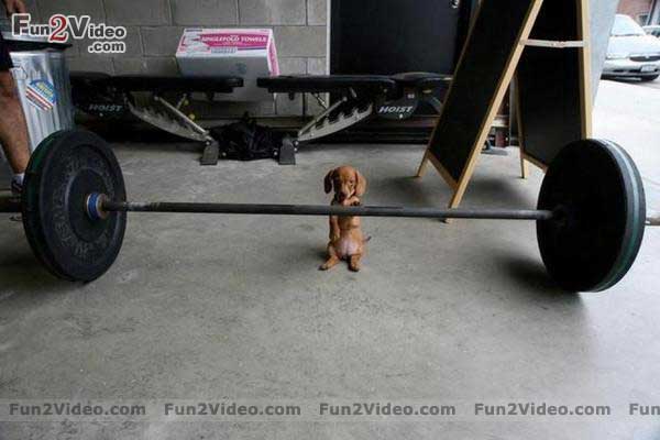 Puppy Funny Weightlifter Picture