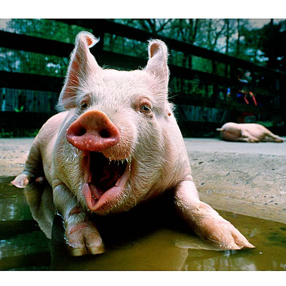 Screaming Face Funny Pig Image