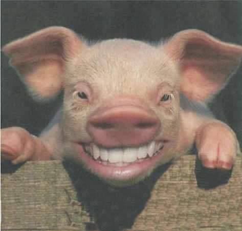 Smiley Face Pig With Human's Teeth Funny Image