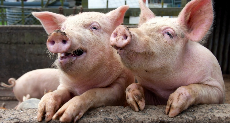 Smiling Faces Funny Pig Couple