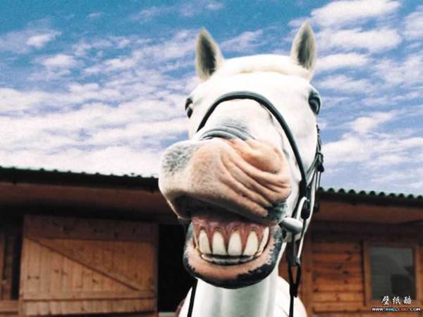 Smiling Horse Funny Teeth