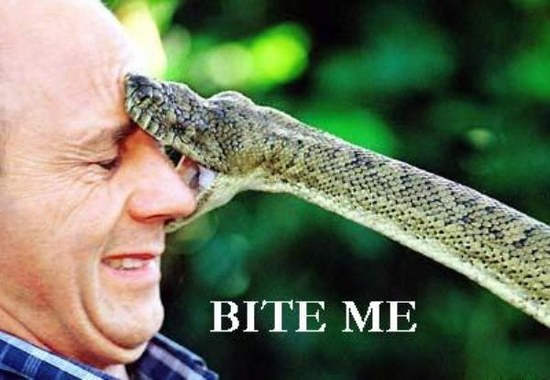 Snake Bite On Man Face Bite Me Picture