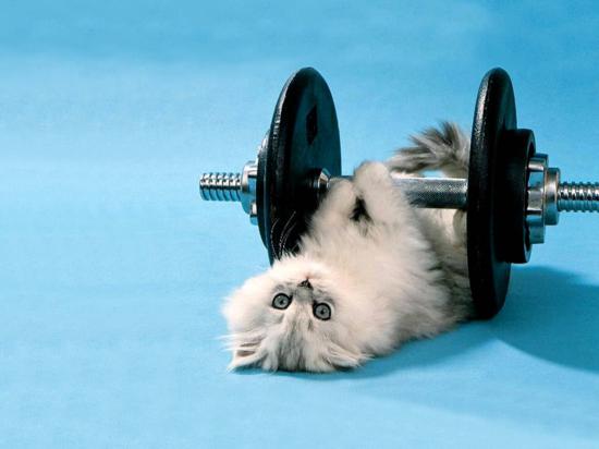 Sweet Cat Funny Weightlifting Picture