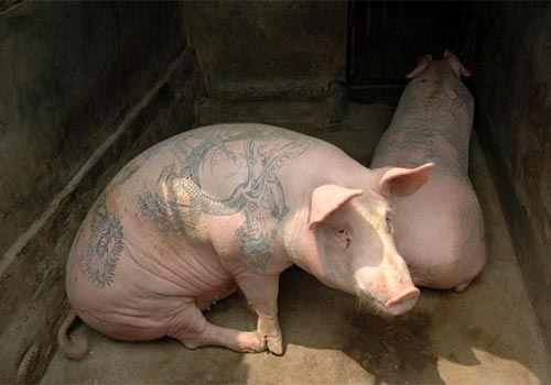 Tattooed Pigs Funny Picture