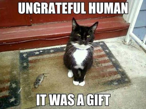 Ungrateful Human Funny Mouse Image