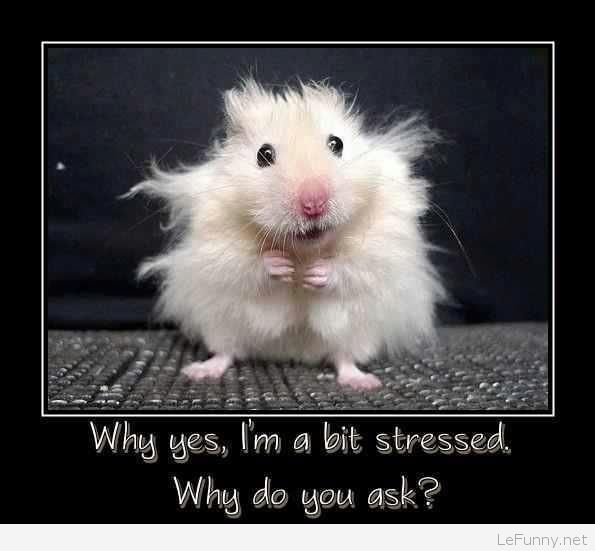 Why Yes I Am A Bit Stressed Funny Mouse Poster