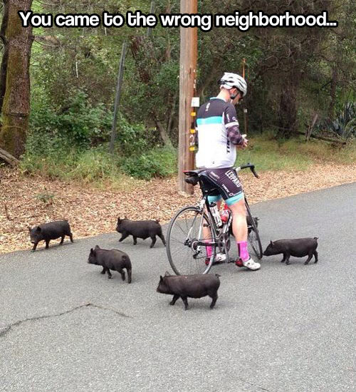 You came To The Wrong Neighborhood Funny Pig Caption