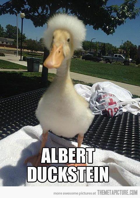 Albert Ducksten Funny Caption