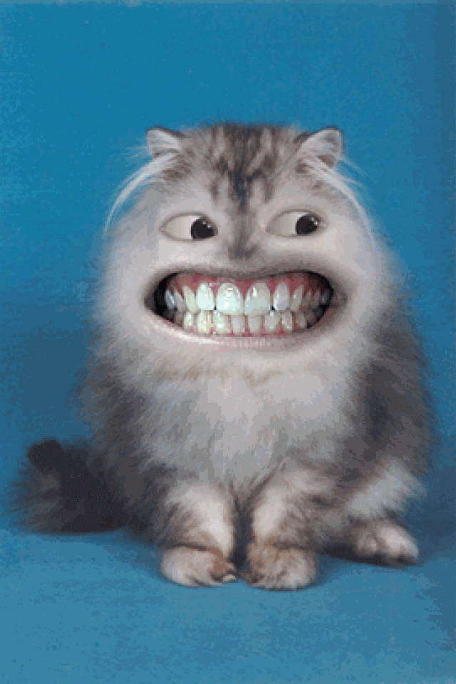 Angry Cat Funny Mouth Picture