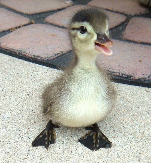 Baby Duck Smiling Face Funny Picture