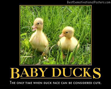 Baby Ducks The Only Funny Poster