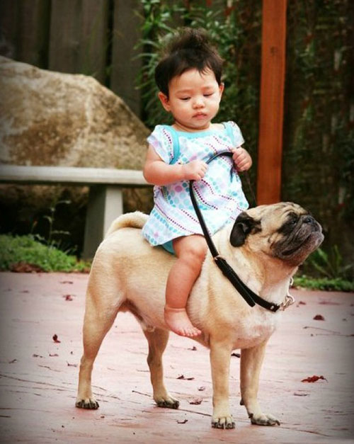 Baby Girl On Pug Dog Funny Picture