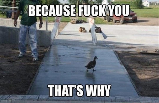 Because Fuck You That’s Why Funny Duck Meme