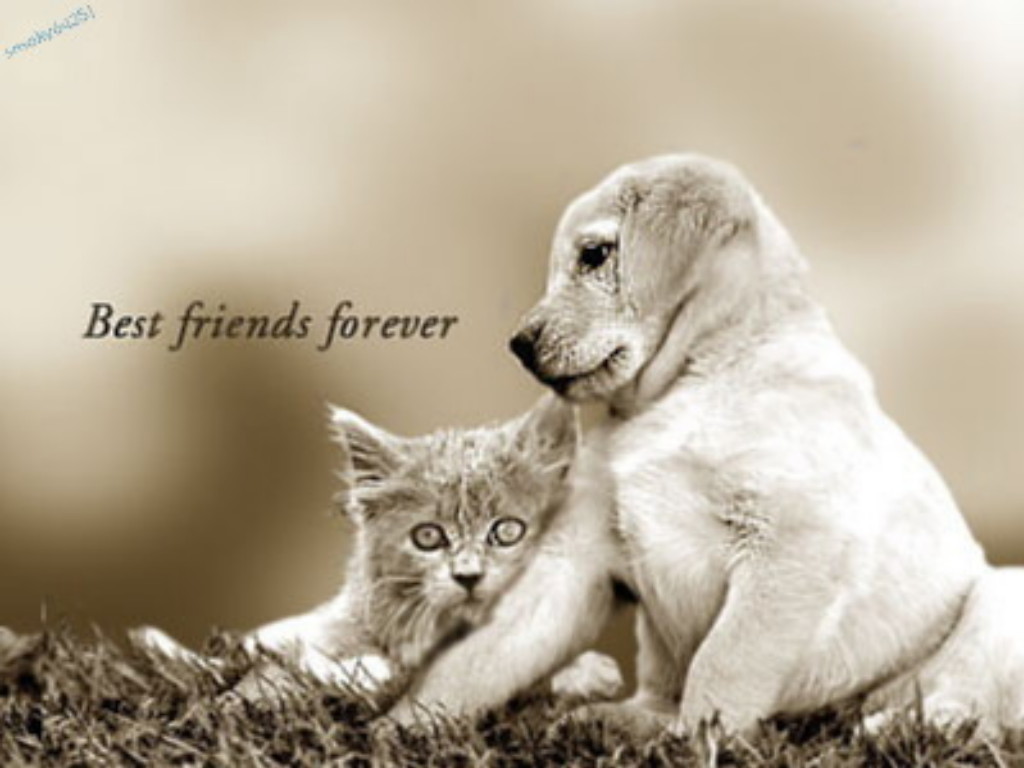 Best Friends Forever Puppy And Kitten Wallpaper