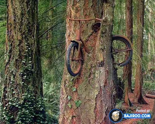 Bicycle Inside Tree Funny Picture