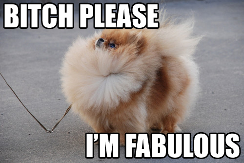 Bitch Please I'm Fabulous Dog Picture