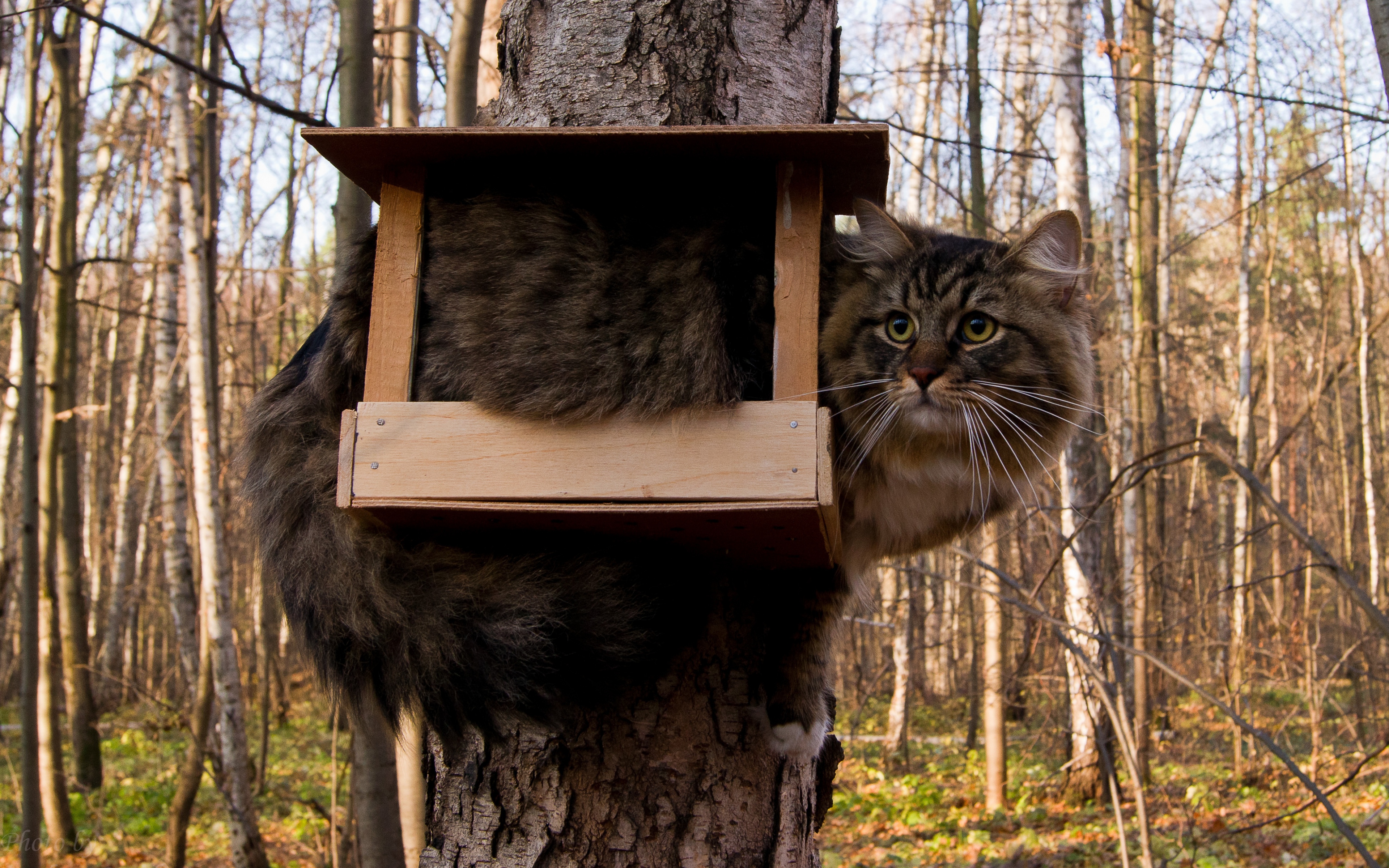 Cat In Bird's House Funny Tree Picture