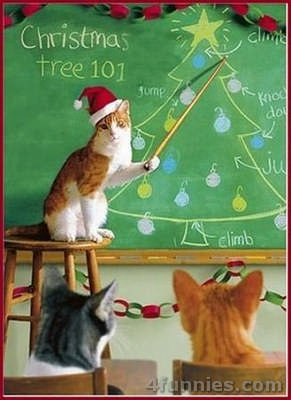 Cat Teaching How To Make Christmas Tree Very Funny Picture