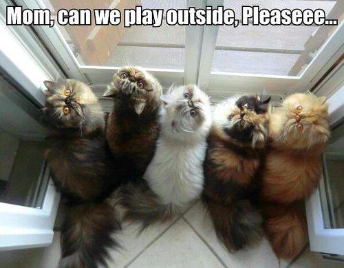Cats Says Can We Play Outside Please