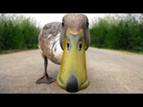 Closeup Face Funny Duck