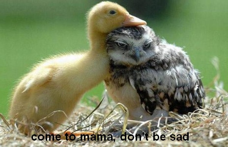 Come to Mama Don't Be Sad Funny Duck Meme